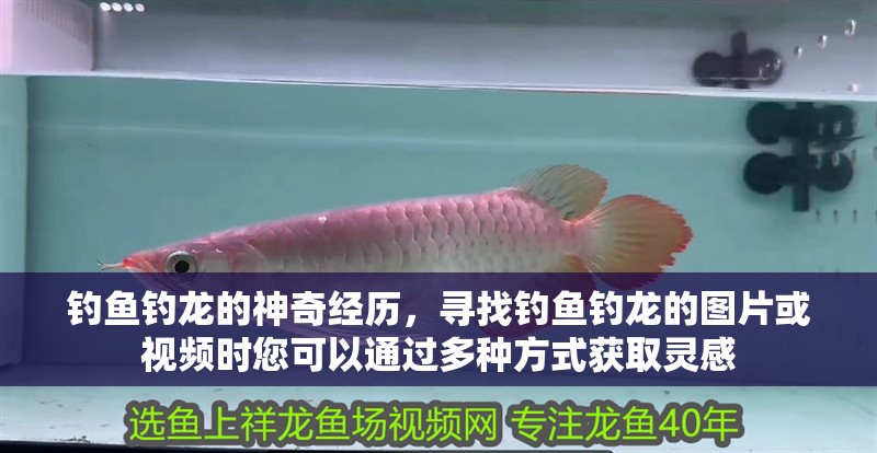 釣魚釣龍的神奇經(jīng)歷，尋找釣魚釣龍的圖片或視頻時(shí)您可以通過多種方式獲取靈感