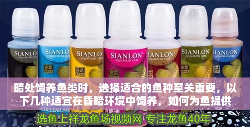 暗處飼養(yǎng)魚類時(shí)，選擇適合的魚種至關(guān)重要，以下幾種適宜在昏暗環(huán)境中飼養(yǎng)，如何為魚提供暗處環(huán)境？