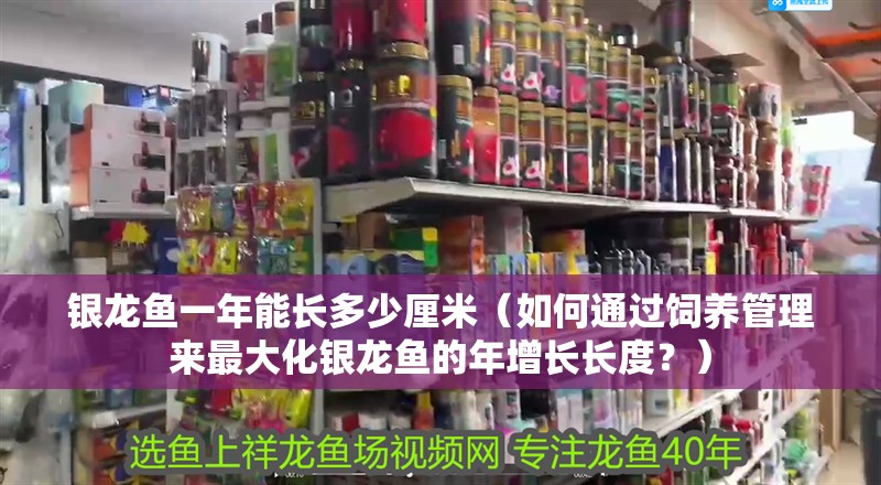 銀龍魚一年能長多少厘米（如何通過飼養(yǎng)管理來最大化銀龍魚的年增長長度？）