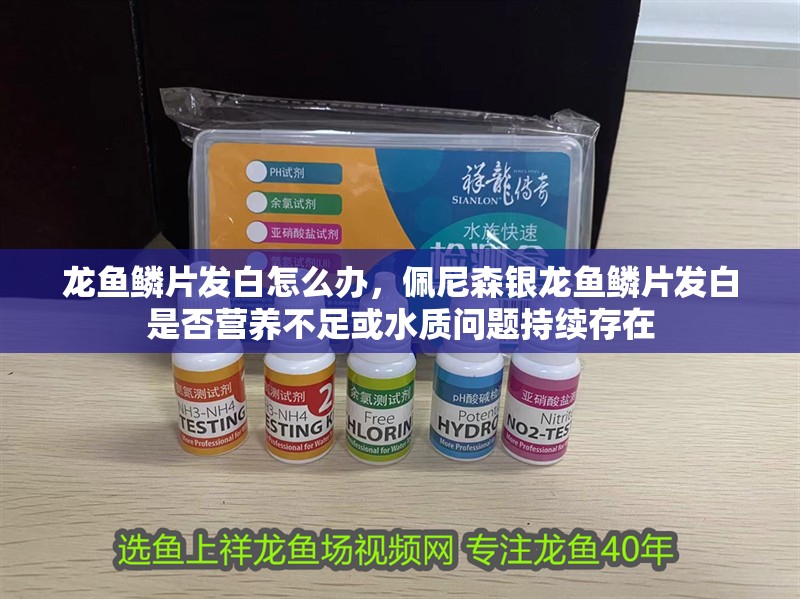 龍魚鱗片發白怎么辦，佩尼森銀龍魚鱗片發白是否營養不足或水質問題持續存在