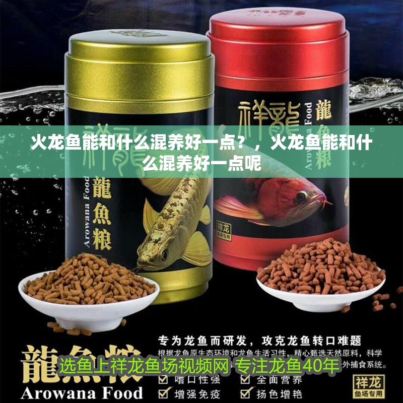 火龍魚(yú)能和什么混養(yǎng)好一點(diǎn)？，火龍魚(yú)能和什么混養(yǎng)好一點(diǎn)呢