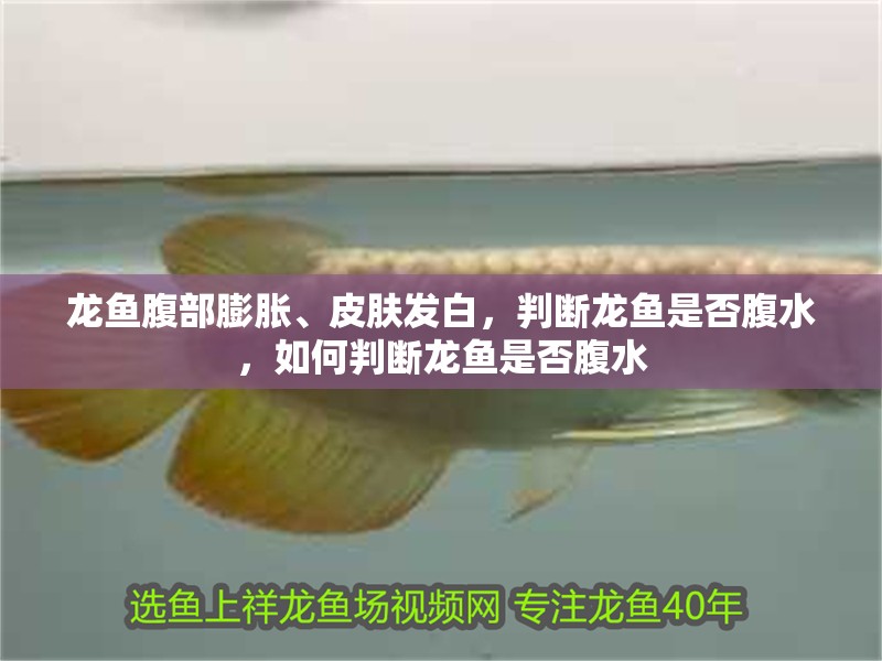龍魚腹部膨脹、皮膚發白，判斷龍魚是否腹水，如何判斷龍魚是否腹水