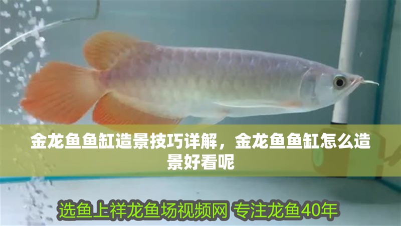 金龍魚魚缸造景技巧詳解，金龍魚魚缸怎么造景好看呢