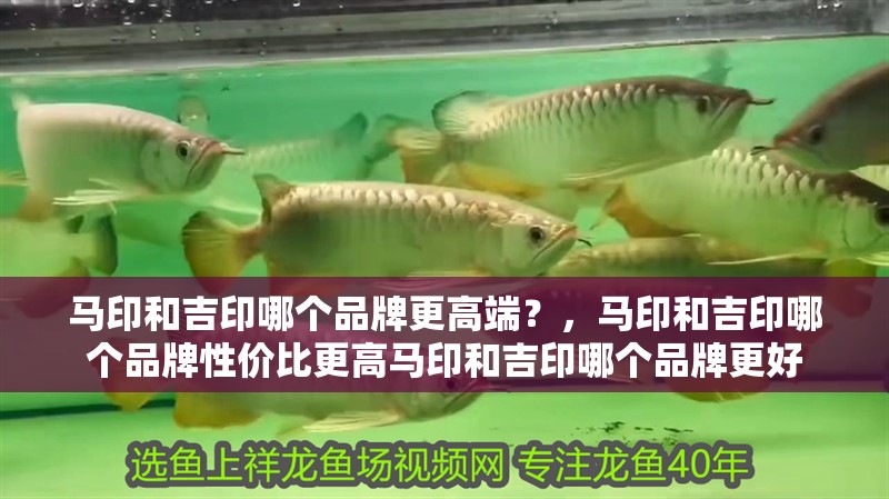 馬印和吉印哪個品牌更高端？，馬印和吉印哪個品牌性價比更高馬印和吉印哪個品牌更好