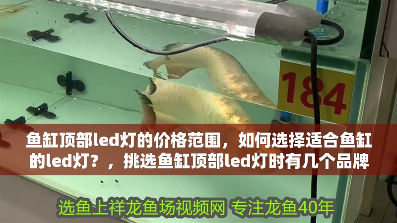 魚缸頂部led燈的價格范圍，如何選擇適合魚缸的led燈？，挑選魚缸頂部led燈時有幾個品牌因其卓越的性能和可靠性脫穎而出