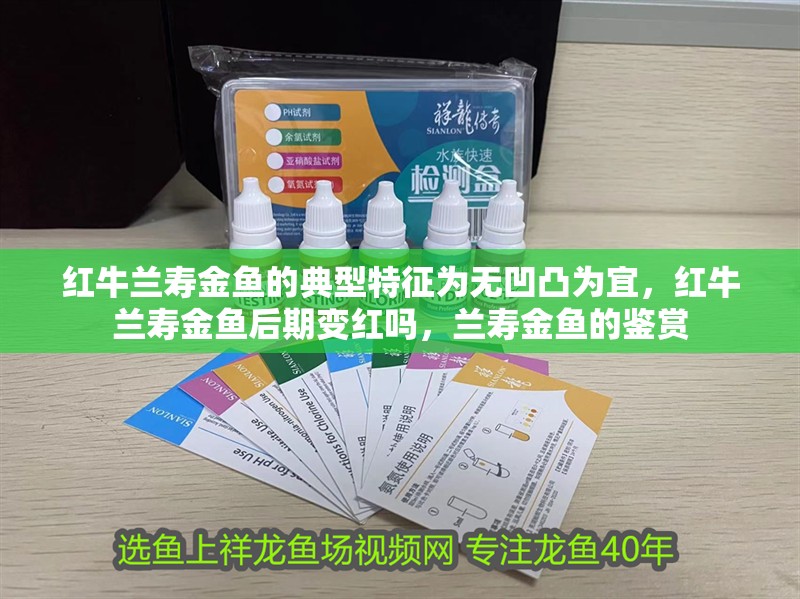 紅牛蘭壽金魚的典型特征為無凹凸為宜，紅牛蘭壽金魚后期變紅嗎，蘭壽金魚的鑒賞