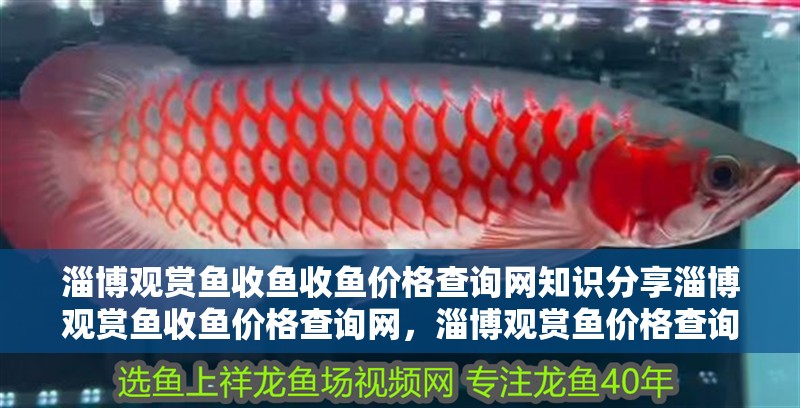 淄博觀賞魚收魚收魚價格查詢網(wǎng)知識分享淄博觀賞魚收魚價格查詢網(wǎng)，淄博觀賞魚價格查詢 淄博觀賞魚收魚收魚價格查詢網(wǎng)知識分享淄博觀賞魚收魚價格查詢網(wǎng)，淄博觀賞魚價格查詢 觀賞魚百科 第2張