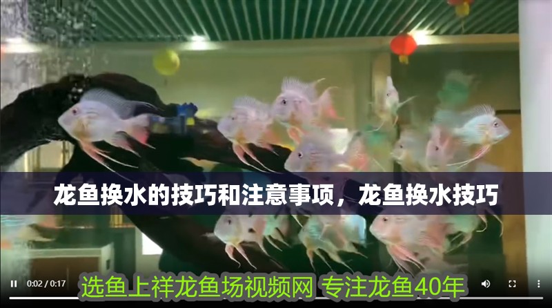 龍魚換水的技巧和注意事項，龍魚換水技巧