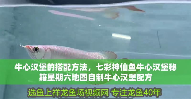 牛心漢堡的搭配方法，七彩神仙魚牛心漢堡秘籍星期六地圖自制牛心漢堡配方