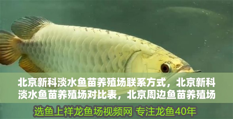 北京新科淡水魚苗養殖場聯系方式，北京新科淡水魚苗養殖場對比表，北京周邊魚苗養殖場對比表