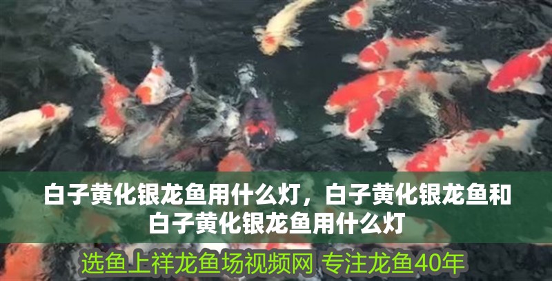 白子黃化銀龍魚用什么燈，白子黃化銀龍魚和白子黃化銀龍魚用什么燈