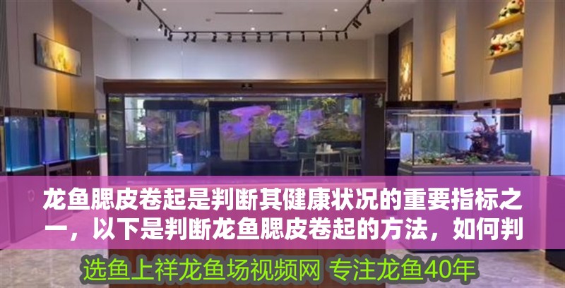 龍魚(yú)腮皮卷起是判斷其健康狀況的重要指標(biāo)之一，以下是判斷龍魚(yú)腮皮卷起的方法，如何判斷龍魚(yú)腮皮卷起？ 龍魚(yú)腮皮卷起是判斷其健康狀況的重要指標(biāo)之一，以下是判斷龍魚(yú)腮皮卷起的方法，如何判斷龍魚(yú)腮皮卷起？ 龍魚(yú)百科 第2張