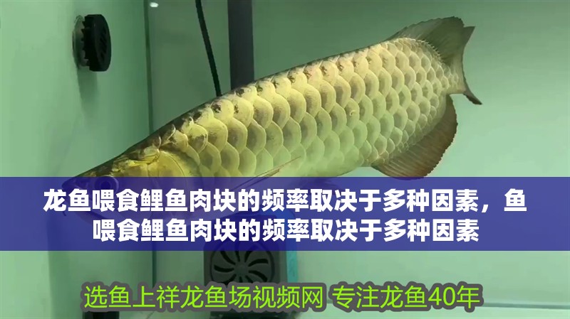 龍魚喂食鯉魚肉塊的頻率取決于多種因素，魚喂食鯉魚肉塊的頻率取決于多種因素