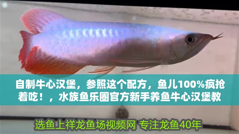 自制牛心漢堡，參照這個配方，魚兒100%瘋搶著吃！，水族魚樂圈官方新手養魚牛心漢堡教程分享牛心漢堡的三種做法