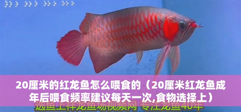 20厘米的紅龍魚怎么喂食的（20厘米紅龍魚成年后喂食頻率建議每天一次,食物選擇上）