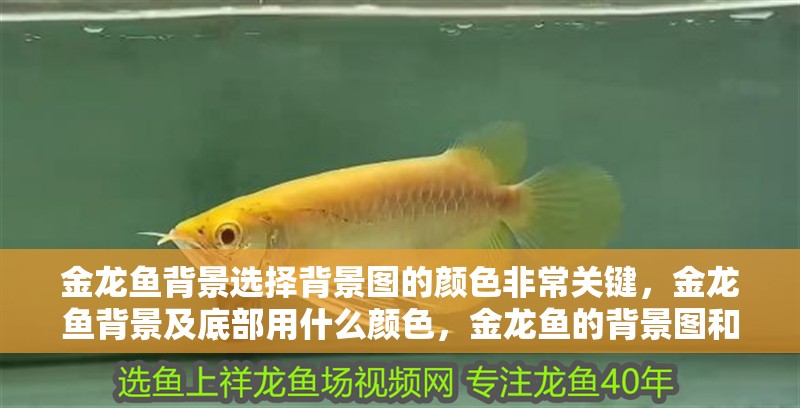 金龍魚背景選擇背景圖的顏色非常關(guān)鍵，金龍魚背景及底部用什么顏色，金龍魚的背景圖和底色選擇