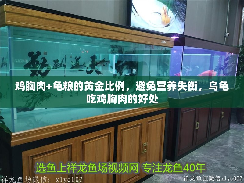 雞胸肉+龜糧的黃金比例，避免營養失衡，烏龜吃雞胸肉的好處