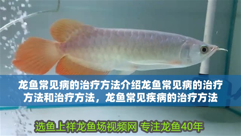 龍魚常見病的治療方法介紹龍魚常見病的治療方法和治療方法,龍魚常見疾病的治療方法 觀賞魚百科 第2張 龍魚常見病的治療方法介紹龍魚常見病的治療方法和治療方法,龍魚常見疾病的治療方法 龍魚常見病的治療方法介紹龍魚常見病的治療方法和治療方法,龍魚常見疾病的治療方法 觀賞魚百科 第2張