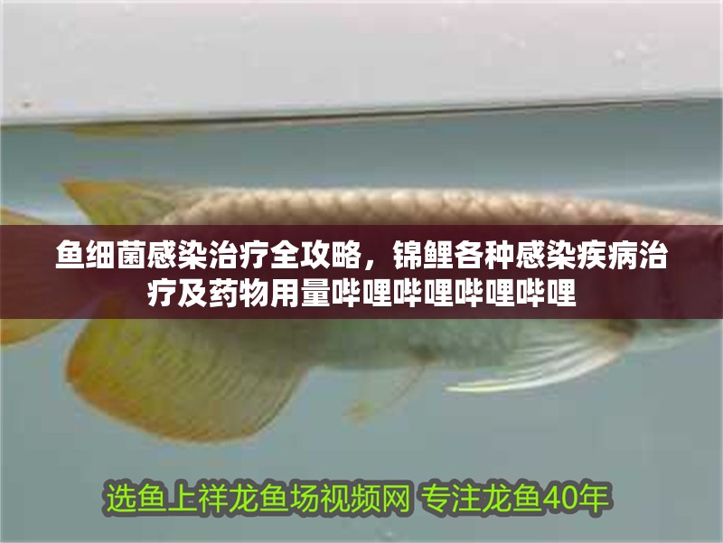 魚細菌感染治療全攻略，錦鯉各種感染疾病治療及藥物用量嗶哩嗶哩嗶哩嗶哩