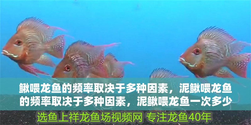鰍喂龍魚的頻率取決于多種因素，泥鰍喂龍魚的頻率取決于多種因素，泥鰍喂龍魚一次多少條合適