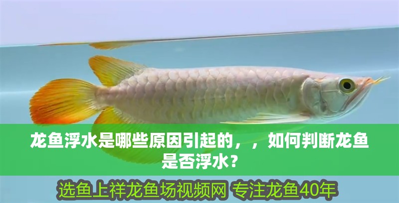 龍魚浮水是哪些原因引起的，，如何判斷龍魚是否浮水？