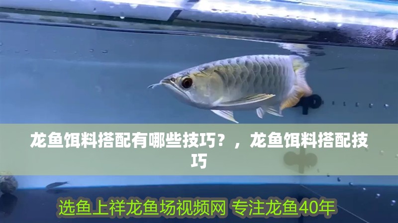 龍魚餌料搭配有哪些技巧？，龍魚餌料搭配技巧