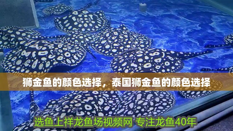 獅金魚的顏色選擇，泰國獅金魚的顏色選擇