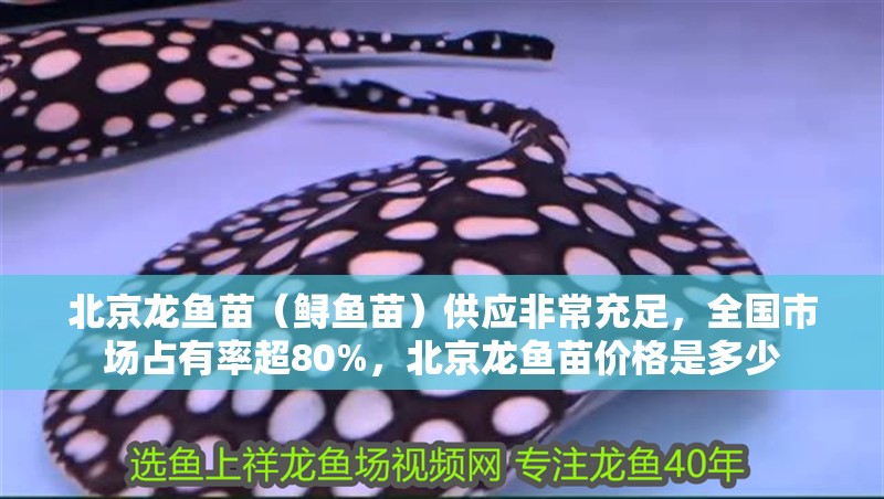 北京龍魚苗（鱘魚苗）供應(yīng)非常充足，全國市場占有率超80%，北京龍魚苗價格是多少