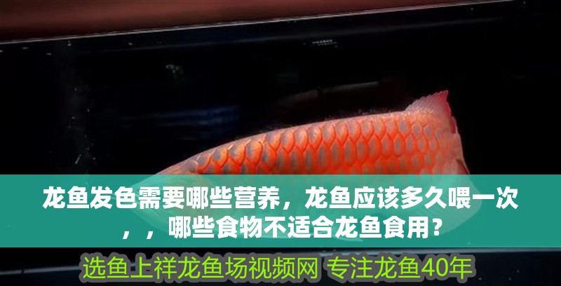 龍魚發色需要哪些營養，龍魚應該多久喂一次，，哪些食物不適合龍魚食用？