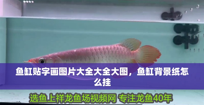魚缸貼字畫圖片大全大全大圖，魚缸背景紙怎么掛