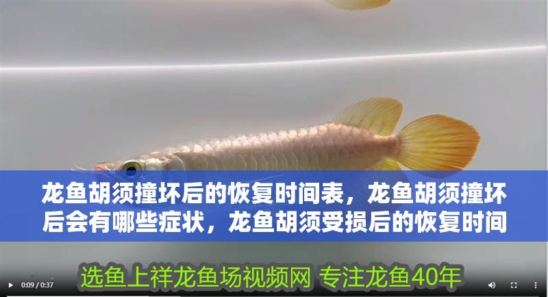 龍魚胡須撞壞后的恢復(fù)時(shí)間表，龍魚胡須撞壞后會(huì)有哪些癥狀，龍魚胡須受損后的恢復(fù)時(shí)間