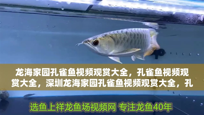 龍海家園孔雀魚視頻觀賞大全，孔雀魚視頻觀賞大全，深圳龍海家園孔雀魚視頻觀賞大全，孔雀魚視頻觀賞大全