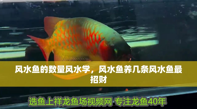 風水魚的數量風水學，風水魚養幾條風水魚最招財