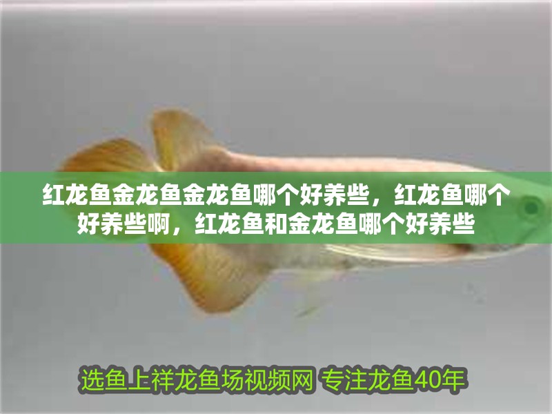 紅龍魚金龍魚金龍魚哪個好養(yǎng)些，紅龍魚哪個好養(yǎng)些啊，紅龍魚和金龍魚哪個好養(yǎng)些
