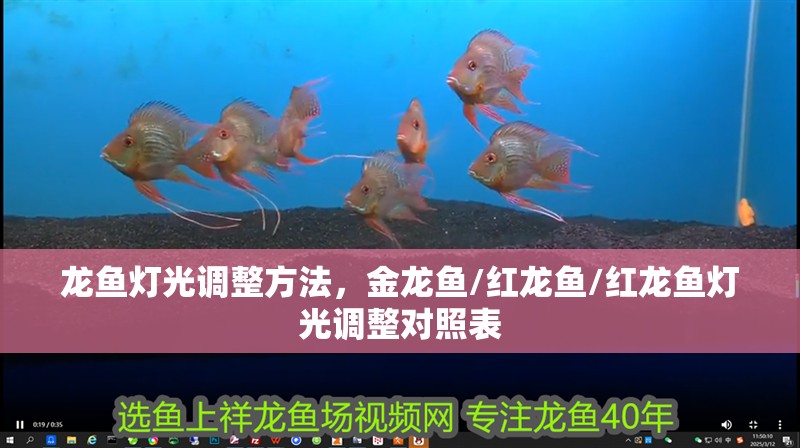 龍魚燈光調整方法，金龍魚/紅龍魚/紅龍魚燈光調整對照表