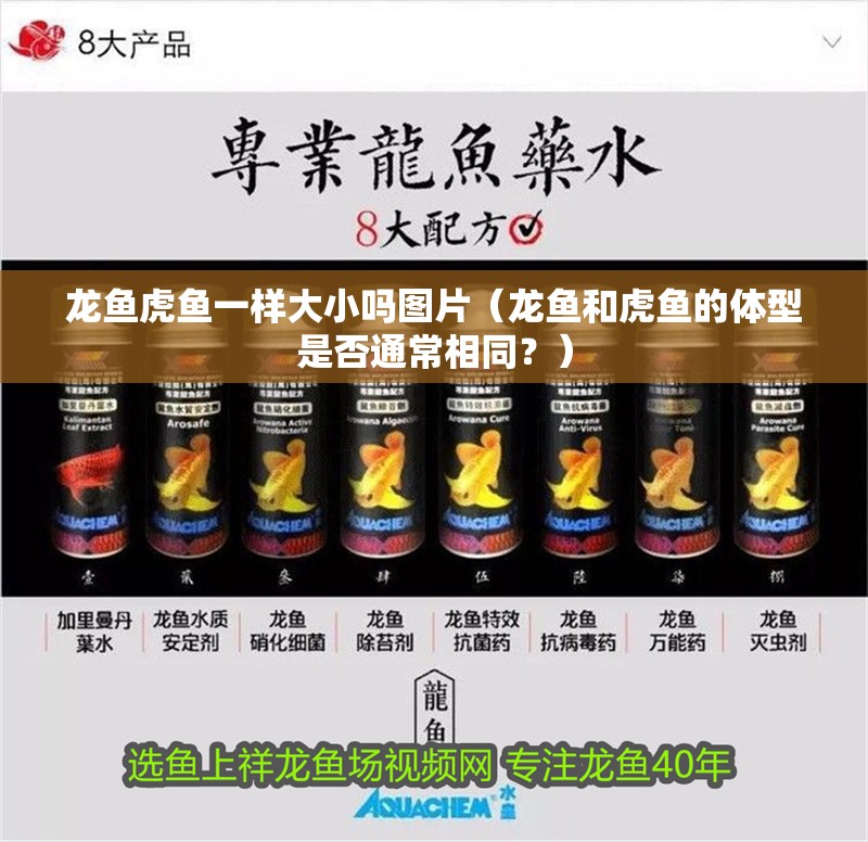 龍魚虎魚一樣大小嗎圖片（龍魚和虎魚的體型是否通常相同？）