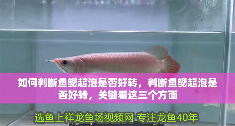 如何判斷魚鰓起泡是否好轉，判斷魚鰓起泡是否好轉，關鍵看這三個方面