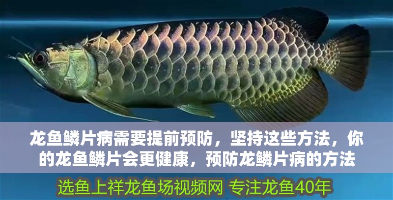 龍魚鱗片病需要提前預防，堅持這些方法，你的龍魚鱗片會更健康，預防龍鱗片病的方法