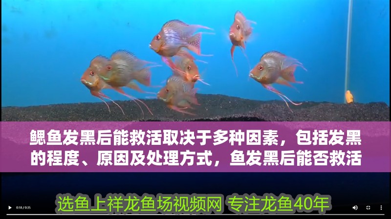鰓魚發黑后能救活取決于多種因素，包括發黑的程度、原因及處理方式，魚發黑后能否救活？