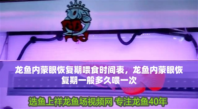 龍魚內(nèi)蒙眼恢復(fù)期喂食時(shí)間表，龍魚內(nèi)蒙眼恢復(fù)期一般多久喂一次