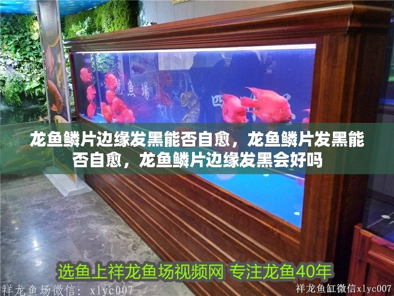 龍魚鱗片邊緣發黑能否自愈，龍魚鱗片發黑能否自愈，龍魚鱗片邊緣發黑會好嗎