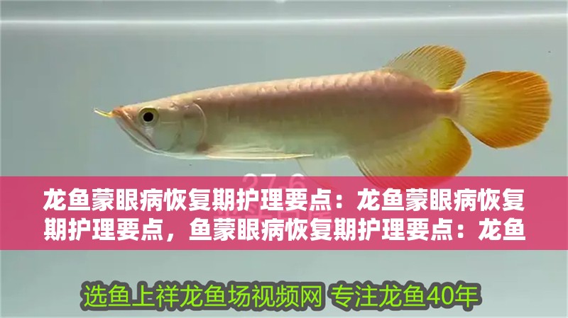 龍魚蒙眼病恢復期護理要點：龍魚蒙眼病恢復期護理要點，魚蒙眼病恢復期護理要點：龍魚蒙眼病恢復期護理要點