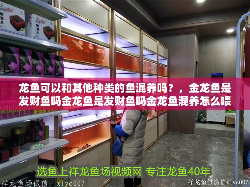 龍魚可以和其他種類的魚混養嗎？，金龍魚是發財魚嗎金龍魚是發財魚嗎金龍魚混養怎么喂好