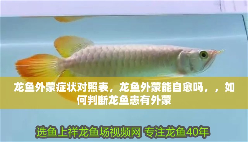 龍魚(yú)外蒙癥狀對(duì)照表，龍魚(yú)外蒙能自愈嗎，，如何判斷龍魚(yú)患有外蒙