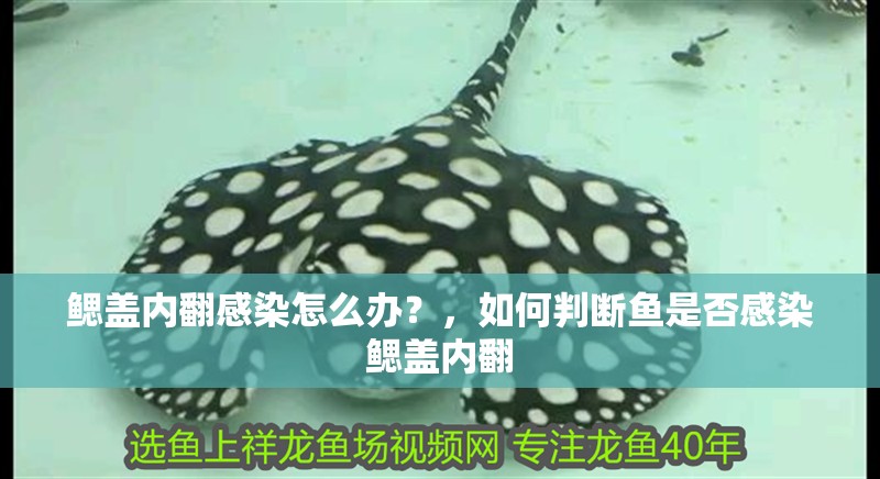 鰓蓋內(nèi)翻感染怎么辦？，如何判斷魚是否感染鰓蓋內(nèi)翻