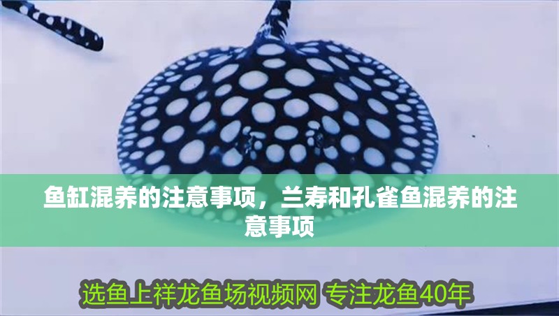 魚缸混養的注意事項，蘭壽和孔雀魚混養的注意事項 魚缸混養的注意事項，蘭壽和孔雀魚混養的注意事項 觀賞魚百科 第3張