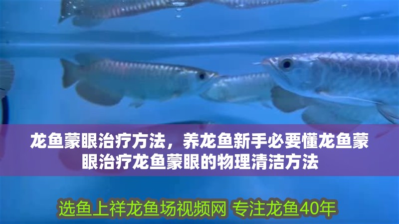 龍魚蒙眼治療方法，養龍魚新手必要懂龍魚蒙眼治療龍魚蒙眼的物理清潔方法