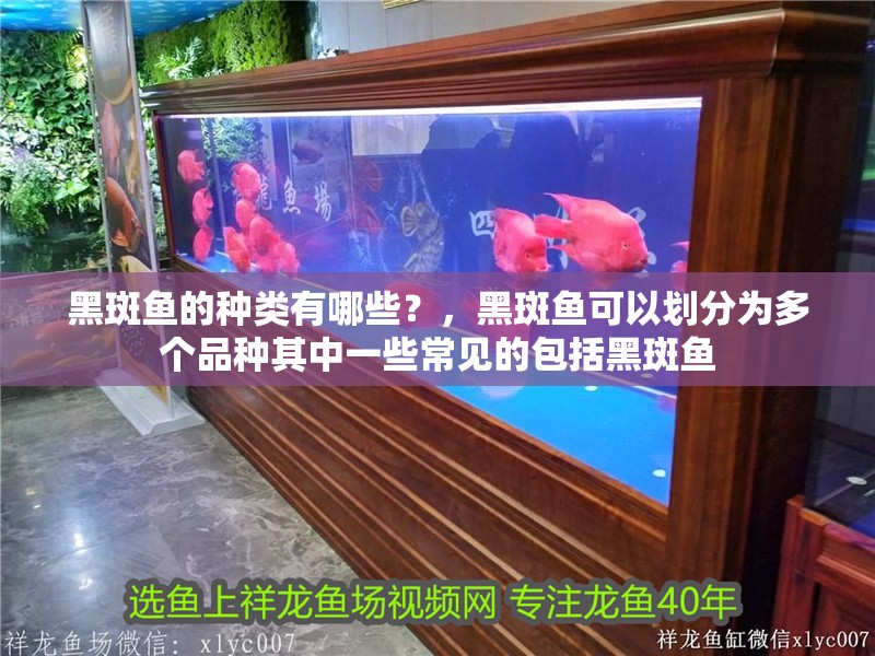 黑斑魚的種類有哪些？，黑斑魚可以劃分為多個品種其中一些常見的包括黑斑魚