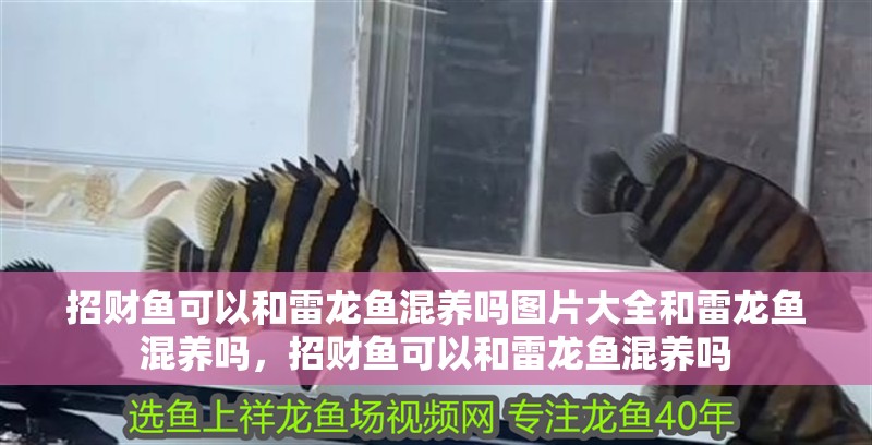 招財(cái)魚可以和雷龍魚混養(yǎng)嗎圖片大全和雷龍魚混養(yǎng)嗎，招財(cái)魚可以和雷龍魚混養(yǎng)嗎