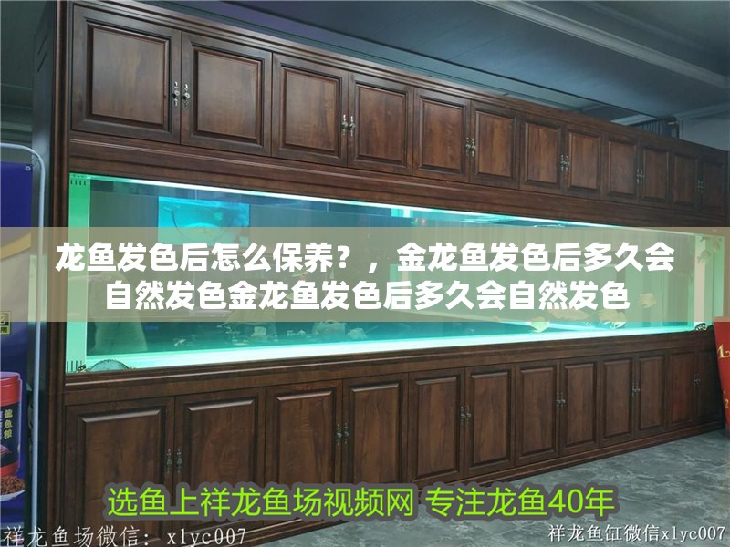 龍魚發色后怎么保養？，金龍魚發色后多久會自然發色金龍魚發色后多久會自然發色